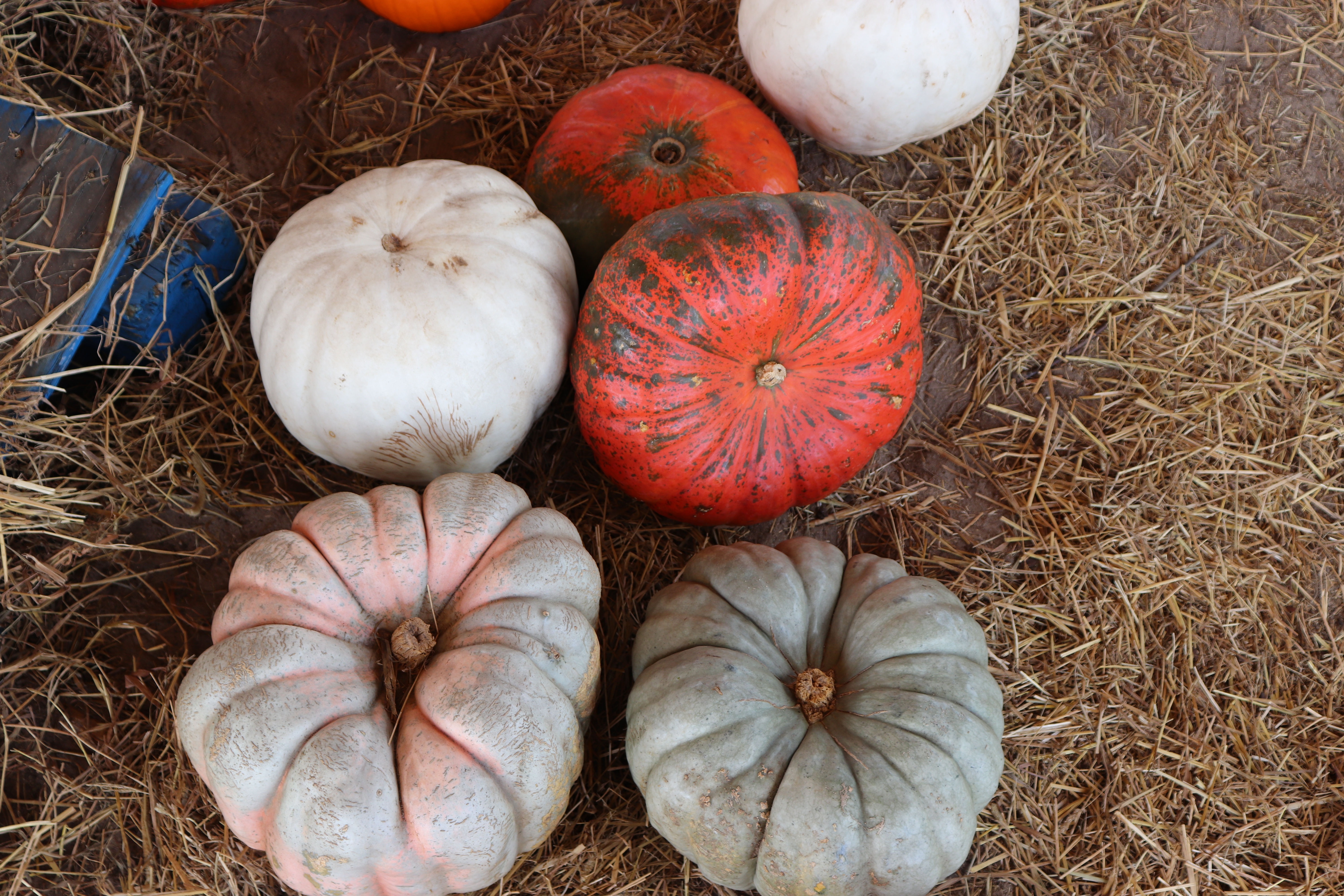 fall traditions, fall in florida, fall in the south, pumpkin picking, pumpkin patch, southern hill farm clermont, things to do in orlando, things to do in orlando in the fall, florida blogger, florida blog, orlando blogger, orlando blog, 